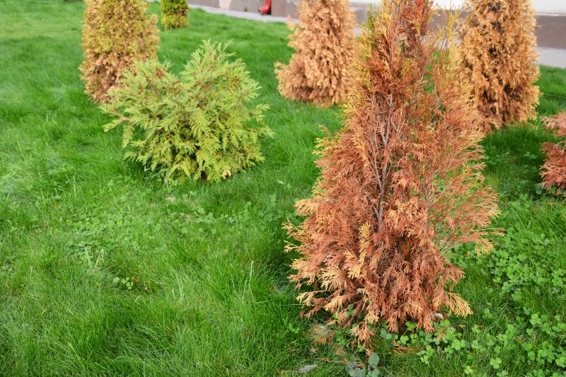 Arborvitae Planting