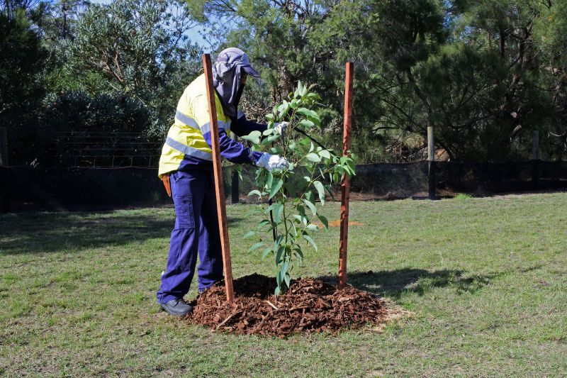 Privacy Trees Planting