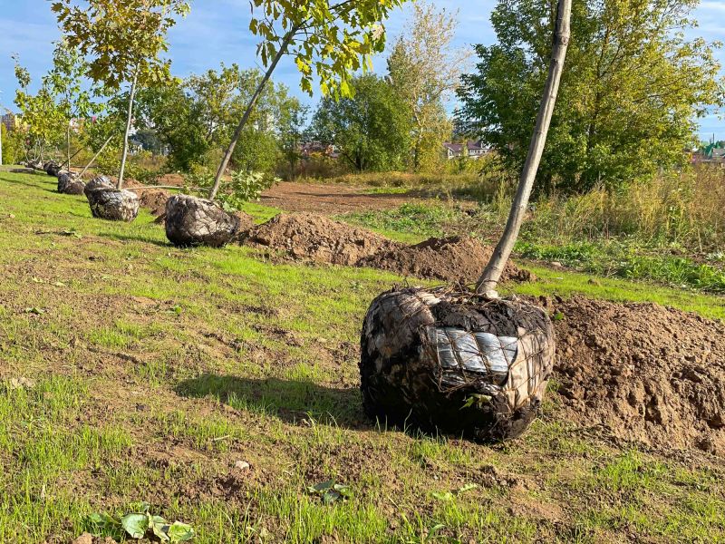 Tree Staking Service