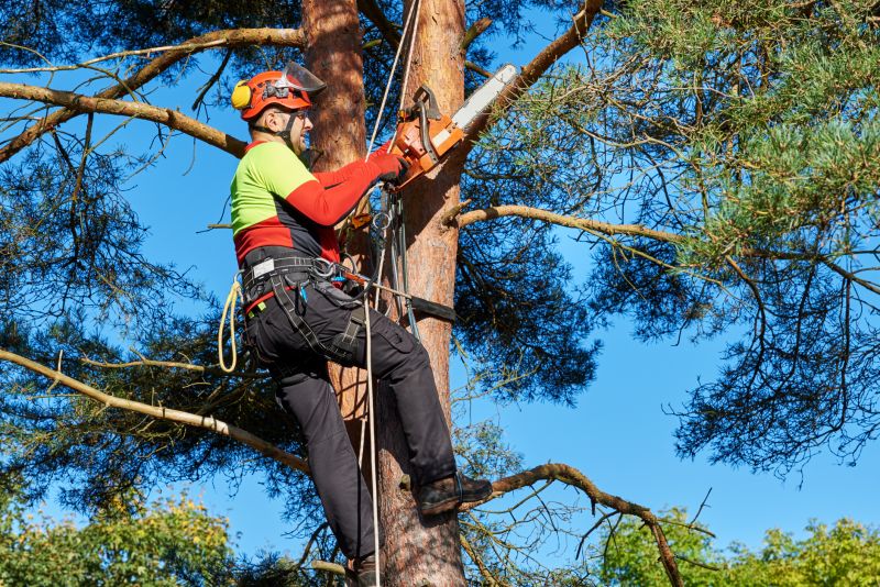 Tree Care Professionals