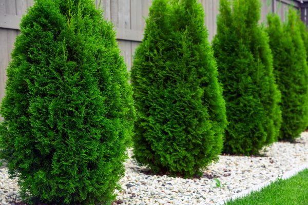 Arborvitae Planting in Boston