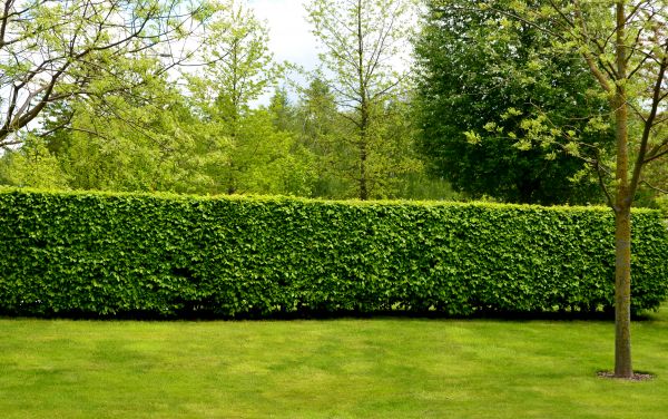 Hedge Planting in Boston