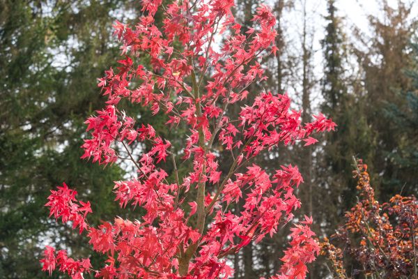 Japanese Maple Planting in Boston