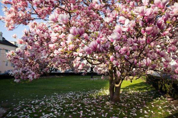 Magnolia Tree Planting in Boston