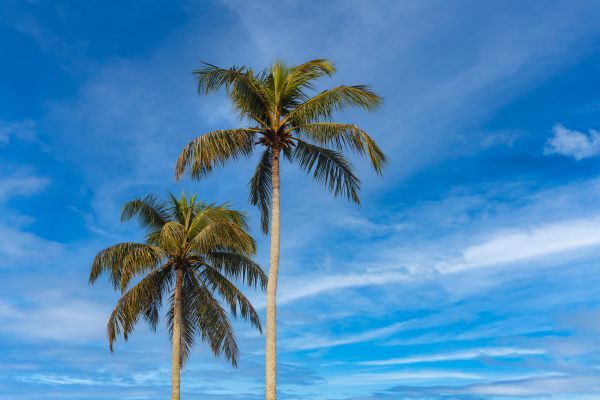 Palm Tree Planting in Boston