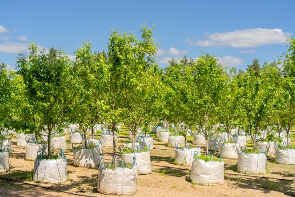 Tree Planting Service in Boston