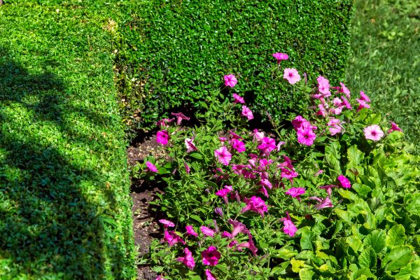 Softscaping Service in Boston