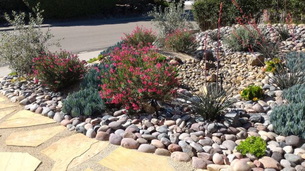Xeriscape Landscaping in Boston