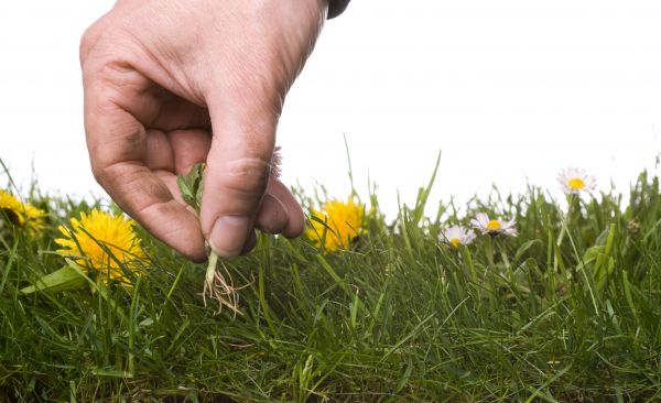Lawn Weeding in Boston