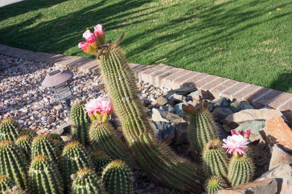 Desert Landscaping in Boston