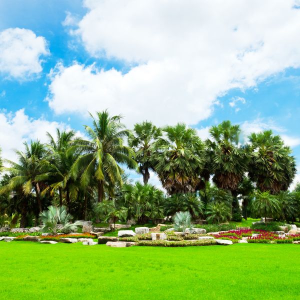 Tropical Landscaping in Boston
