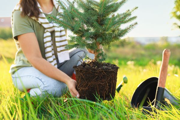 Spruce Tree Planting in Boston