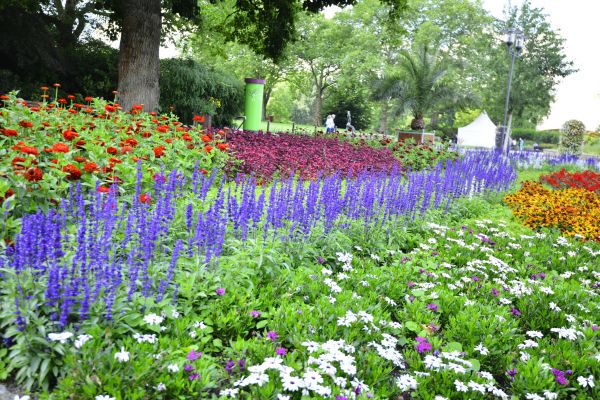 Perennials Planting in Boston