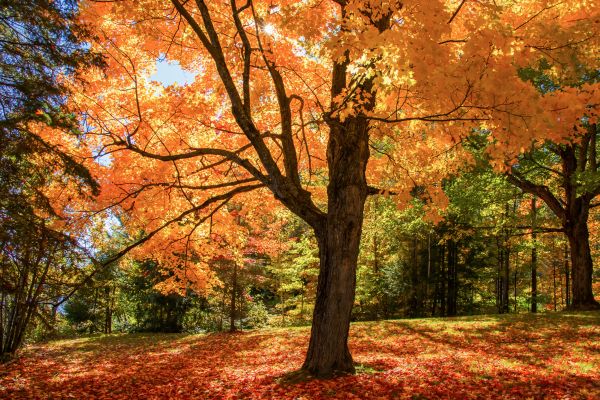 Maple Tree Planting in Boston
