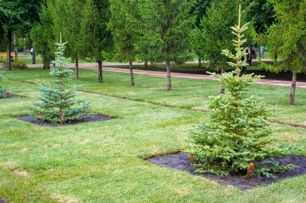 Privacy Trees Planting in Boston