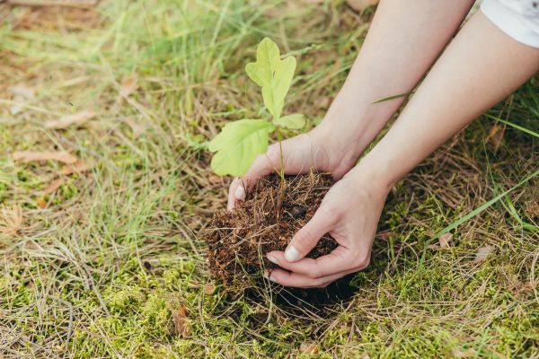 Oak Tree Planting in Boston