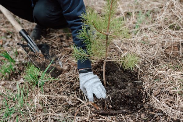 Pine Tree Planting in Boston