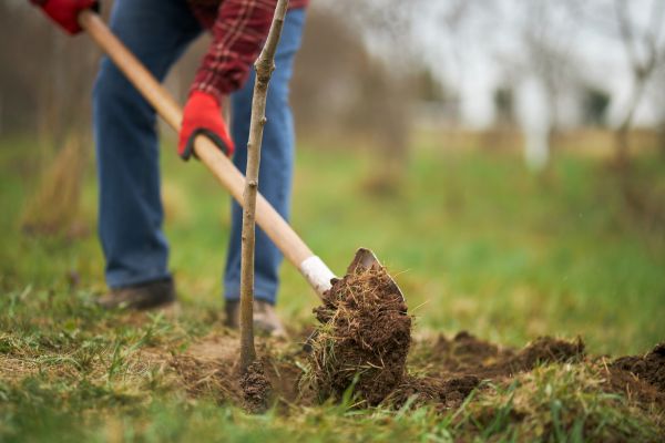 Trees Planting in Boston