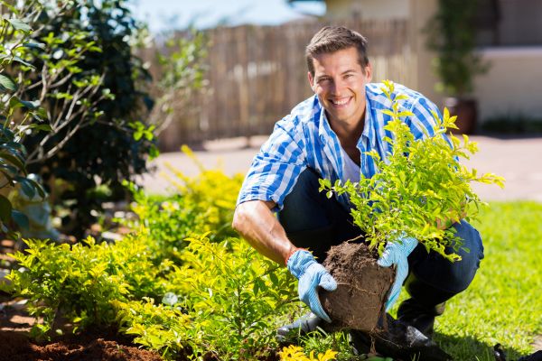 Shrub Landscaping in Boston