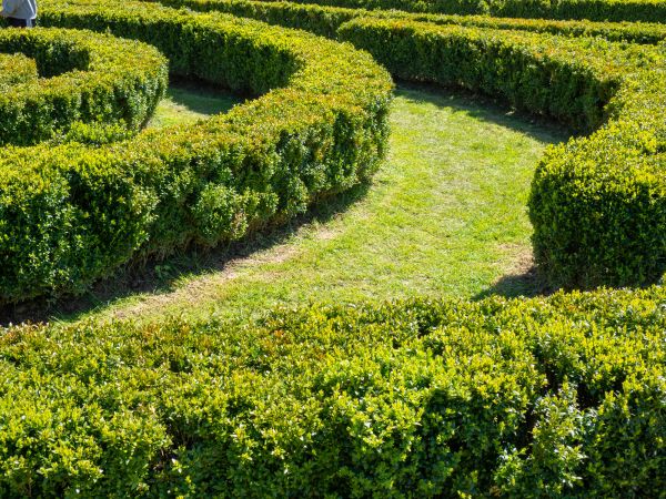 Bush Landscaping in Boston