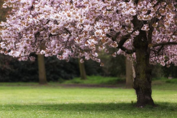 Cherry Tree Planting in Boston