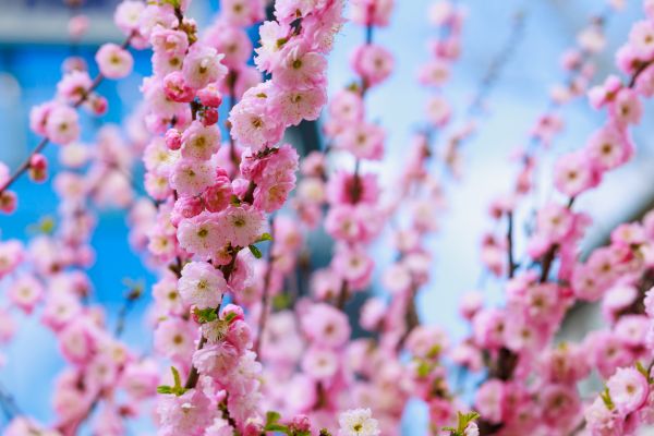Japanese Cherry Tree Planting in Boston