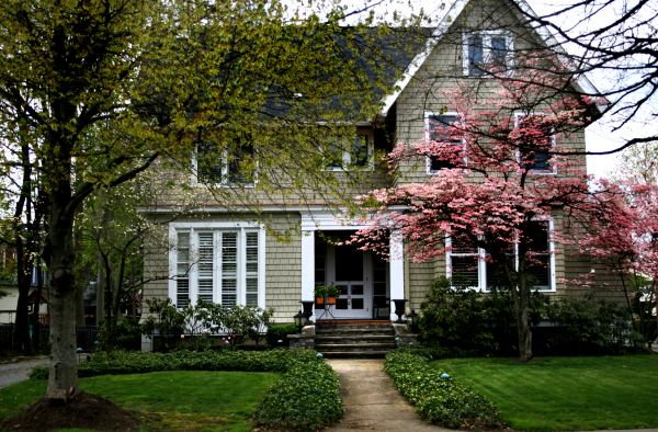 Ornamental Tree Planting in Boston