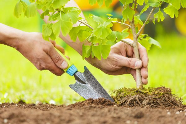 Fruit Tree Planting in Boston