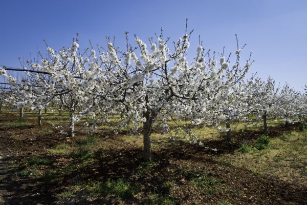 Orchard Planting in Boston