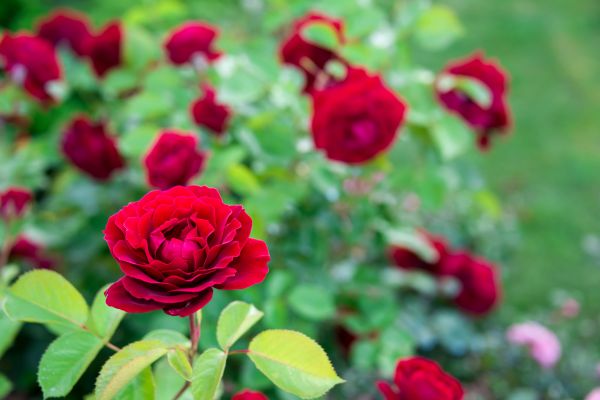 Rose Planting in Boston