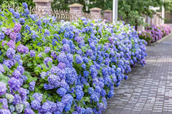 Hydrangea Landscaping in Boston