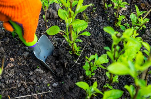Hydrangea Planting in Boston