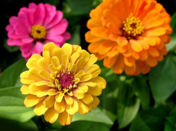 Zinnia Planting in Boston
