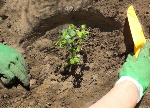 Rose Bush Planting in Boston