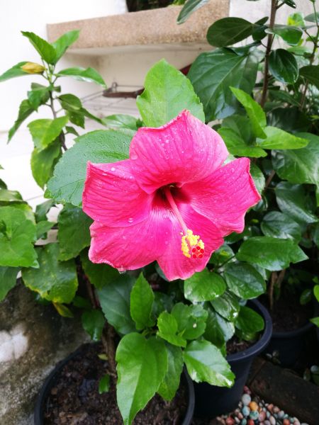 Hibiscus Planting in Boston
