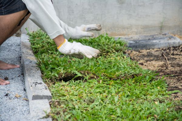 Ground Cover Planting in Boston