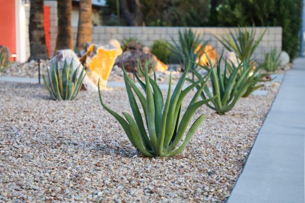Drought Resistant Landscaping in Boston