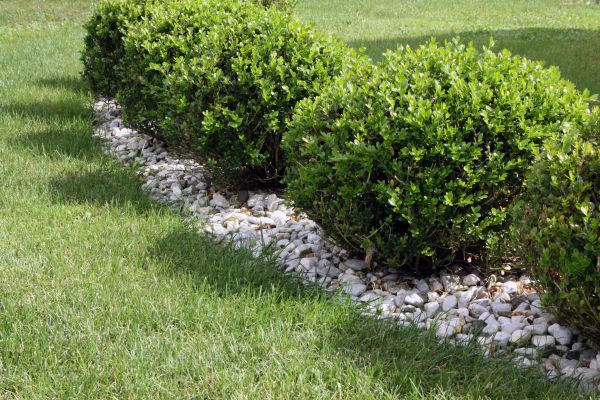 Boxwood Planting in Boston