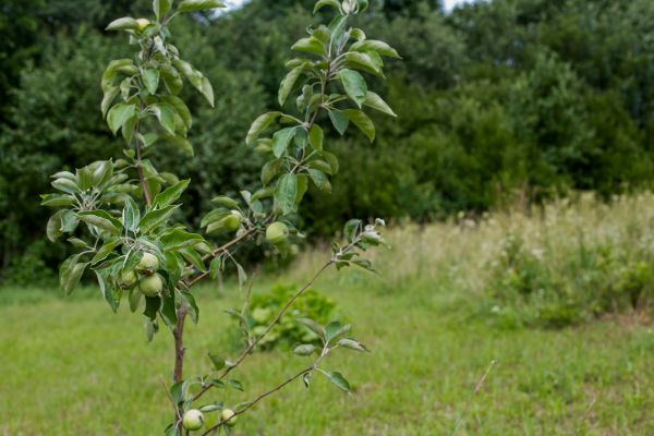 Apple Tree Planting in Boston