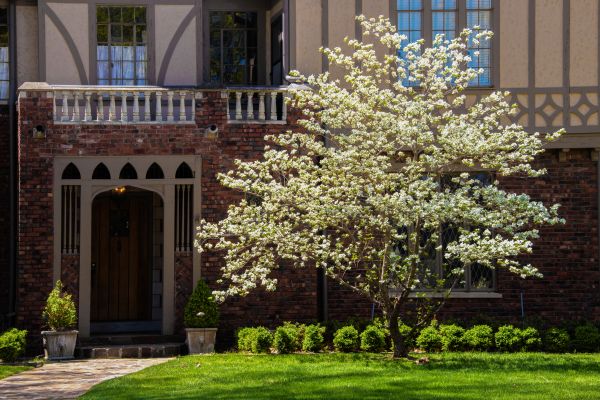 Dogwood Tree Planting in Boston